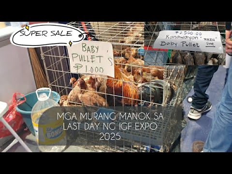 MGA MURANG MANOK SA LAST DAY NANG IGF EXPO 2025  SMX MANILA #IGFEXPO #smxconventioncenter