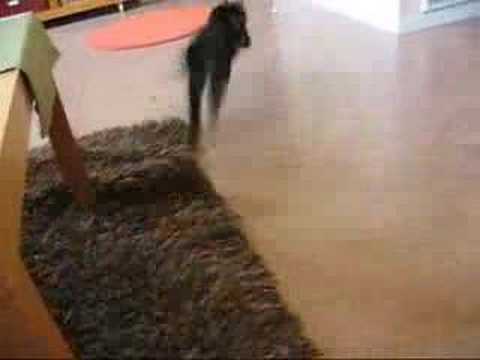 Cat playing fetch - My cat Gosan likes to play fetch