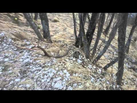 Palchi cervo 2015' era raccolto ma da chi!!!!!!!