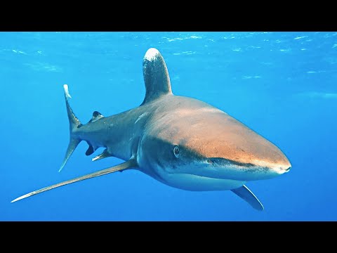 sharks  in the Red Sea