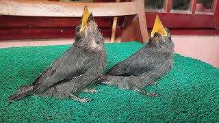 Download lagu The most accurate way to differentiate male and female Grey Srigunting mp3 Download lagu The most accurate way to differentiate male and female Grey Srigunting mp3