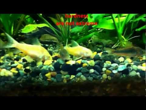 Corydoras aeneus (bronzová koryta) — profil druhu