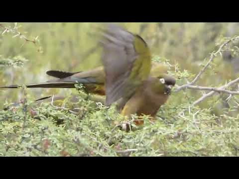 Burrowing Parrot, Cyanoliseus patagonus, Amaicha del Valle, Tucumán, Argentina, 18 Febr 2026 (2/2)