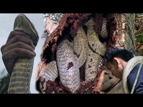 SUPER JUMBO KING COBRA SA FARM 