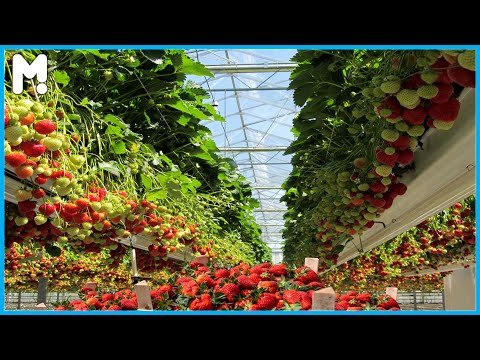 🍓 Awesome Hydroponic Strawberries Farming - Modern Strawberries Harvesting Agriculture Technology