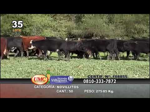 Lote 50 Novillitos en Villaguay, Entre Ríos