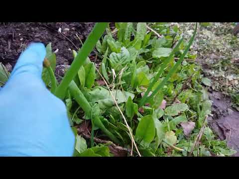 Egipska cebula Walking Onion