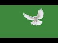White Dove Flying Green Screen Pigeon Green Screen Video Green Screen Pigeon Flying