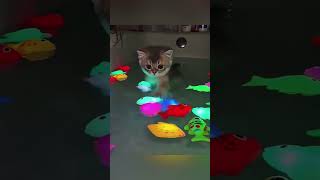 Download lagu what this little kitten does😺✨#shorts #trending #funny #viral#comedy mp3
