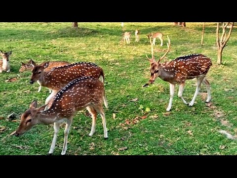 Beautiful Herd of Spotted Deer #deerpointsexplained