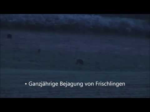 SAUEN ANPIRSCHEN - WILD BOAR - Sus Scrofa -  Javali - Кабан - Sanglier