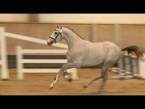 KN 17: Durango VDL x Veron