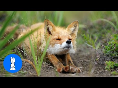 Adorable Baby Fox Pups Playing - CUTEST Compilation