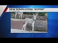 St Louis Zoo Welcomes Somali Wild Ass Foal