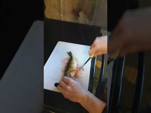 pro perch fillet tutorial             #fishing #perch #filleting #easy #fish #bait #algorithm