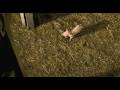 Charlotte S Web Justin Levitt