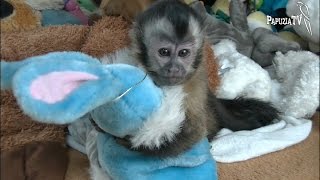 Capuchin monkeys and stuffed animals
