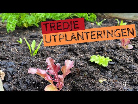 Tredje utplanteringen i #Odlingsstafetten - Nu är mycket skördat och köldtåligare blad planteras