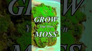 How To Propagate Moss - Simple &amp; Easy #moss #plants #terrarium
