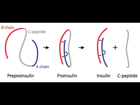 Fogyás kollagén peptidekkel