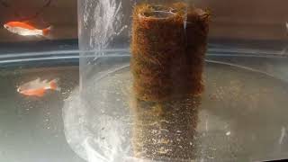 How to grow java moss with plant eating fish!! Is this genius? #how #aquarium #viralvideo