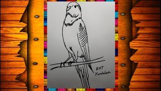 EKT - Karakalem Muhabbet Kuşu Çizimi