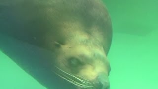 preview picture of video 'ひろお水族館（広尾町海洋水族科学館） - Hiroo Aquarium'