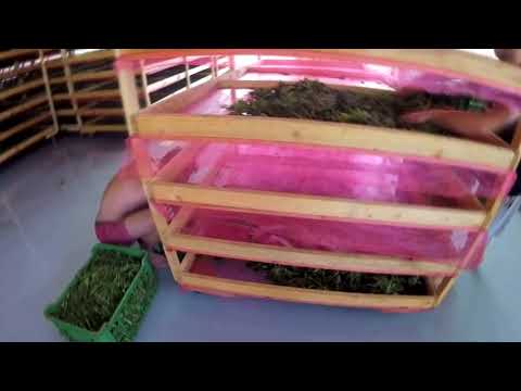 Hemp harvest at Biofarm Sasov 2017 - english version