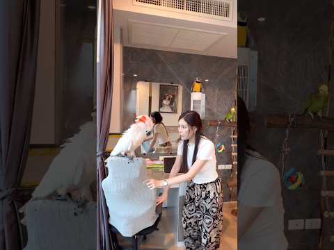 เกือบไปแล้วแมวเข้าบ้าน🐈🙀 #จัสตินนกพูดได้ #ไทเกอร์กระตั้วขี้อ้อน #ลิซ่านกพูดได้ #นกพูดได้  #แม่นุ่น