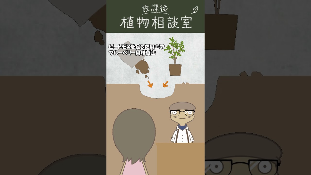 紫苑色のブルーベリーと酸性土壌の謎