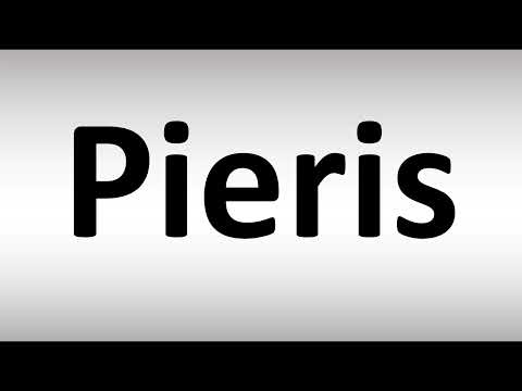 How to Pronounce Pieris