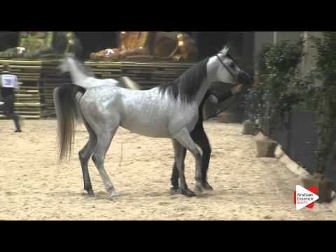 N 37 PSILVER   Gran Prix 2015   Colts 2 3 years old Class F