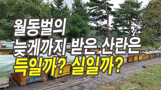 월동벌의 늦게까지 받은 산란은 득일까 실일까?