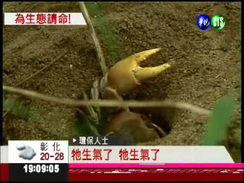 放陸蟹生路! 環保人士抗議墾管處