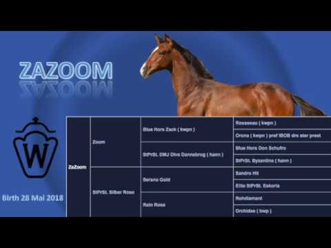 Zazoom : Zoom X Serano Gold