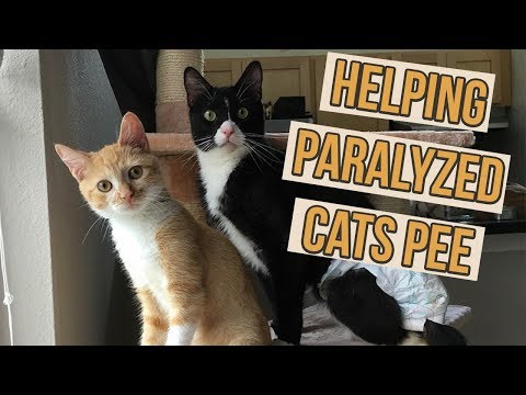 How to Help Paralyzed Kittens Pee - YouTube