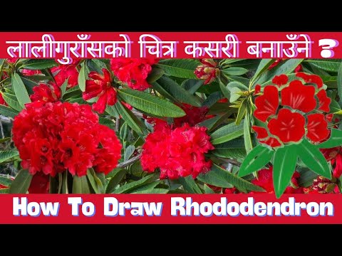 How to draw Rhododendron in easy way || How to draw national flower laliguras ||