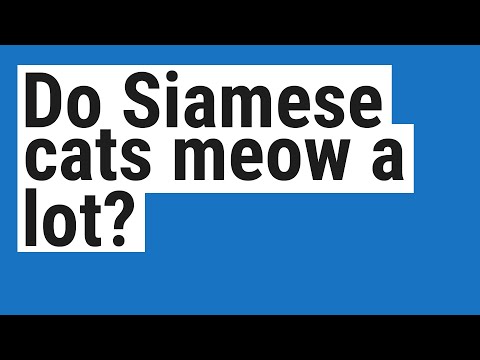 Do Siamese cats meow a lot?