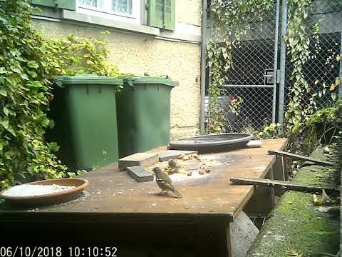 Wildkamera 06 10 2018 mein kleinea Garten Gewusel
