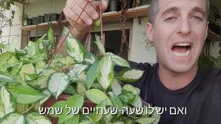 בת שבע hoya צמח חובה בכל בית