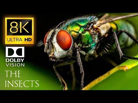 8K HDR 120Fps Dolby Vision - The Insects -The Life Of Bugs