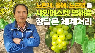 노린재부터 응애, 노균병까지! 샤인머스켓 병해충 방제는 체계처리가 정답입니다
