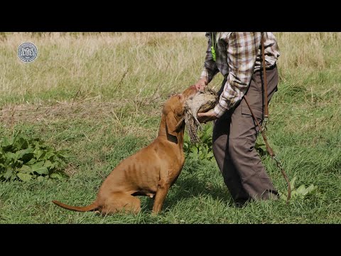 Rövidszőrű magyar vizsla - Magyar kutyafajták (9 magyar kutya)