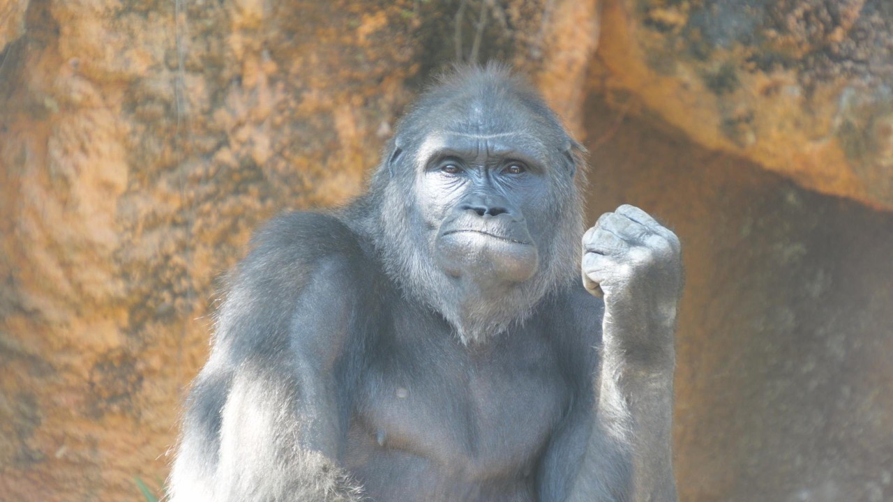 まだまだ落ち着かない愛しのアニー　上野動物園　ゴリラ　202604