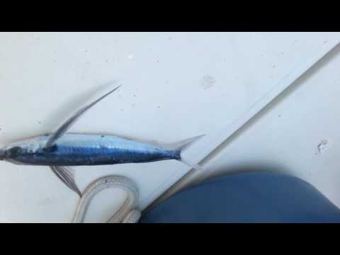 2017-04-16 GROS poisson volant