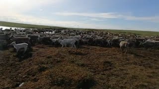 Как называется веревка для ловли оленей
