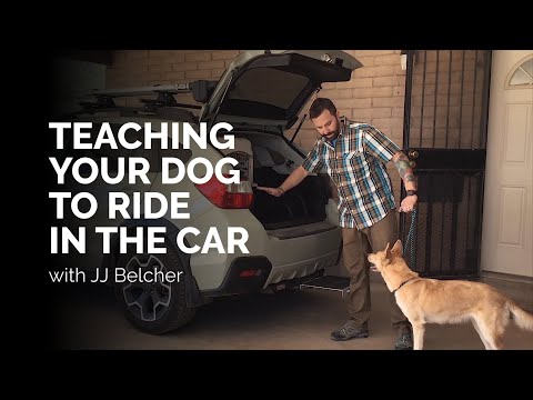 YouTube video about: Why won't my dog get out of the car?