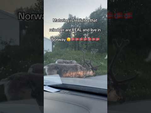 Reindeer are REAL and live in Norway! 🫨🇳🇴🦌 #norway #reindeer