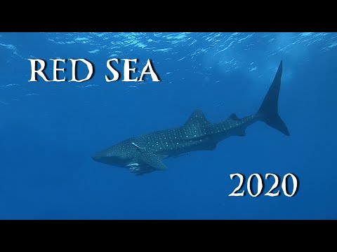 Red Sea Scuba Diving Safari 2020 Whale Shark 4K UHD ||| Safari nurkowe Egipt Rekin Wielorybi