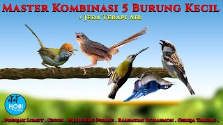 Download lagu master Kombinasi 5 Burung Kecil mp3